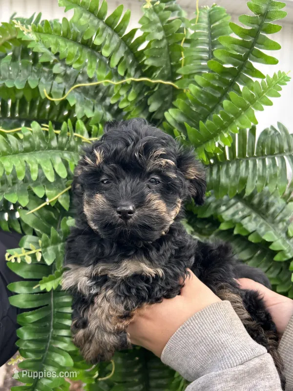 Oscar – Cavapoo puppy for sale in Altoona, PA