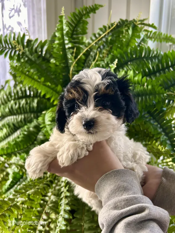 Pebbles – Cavapoo puppy for sale in Altoona, PA