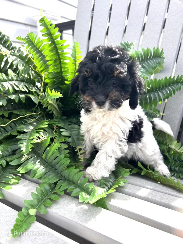 Clover – Cavapoo puppy for sale in Altoona, PA