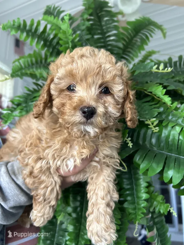 Daisy  – Cavapoo puppy for sale in Altoona, PA