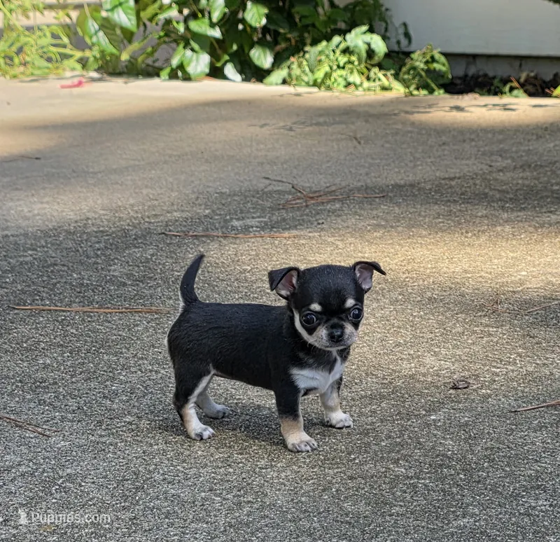 Diamond  – Chihuahua puppy for sale in Austin, TX