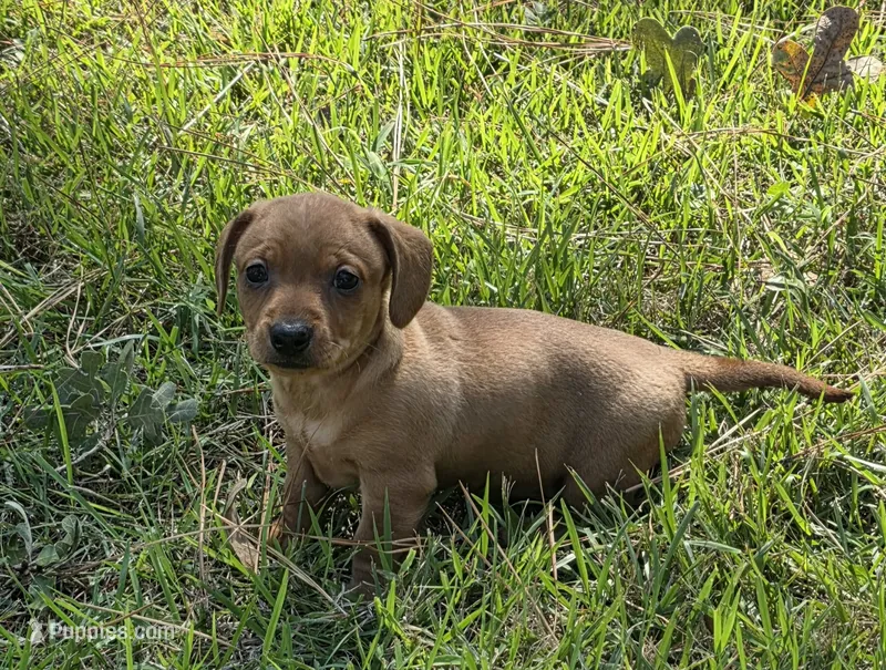 Maisy – Miniature Dachshund puppy for sale in Austin, TX