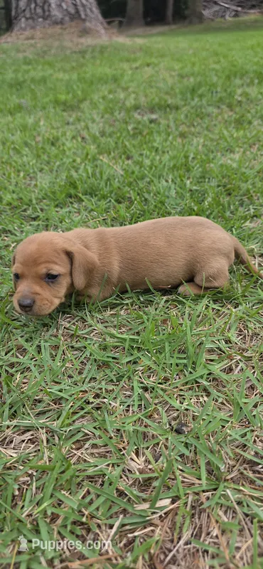 Missy – Dachshund puppy for sale in Austin, TX