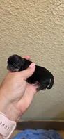 Dash, a male Chihuahua for sale in Austin, TX – 5 of 7