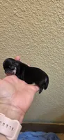 Dash, a male Chihuahua for sale in Austin, TX – 2 of 7
