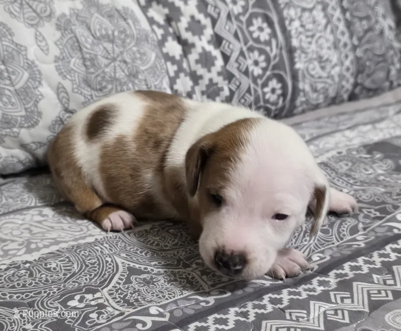 Princess – Miniature Dachshund puppy for sale in Austin, TX