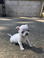 Bosa, a male Chihuahua for sale in Austin, TX – 4 of 7