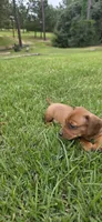 Macho, a male Dachshund for sale in Austin, TX – 2 of 2