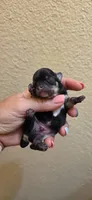 Dash, a male Chihuahua for sale in Austin, TX – 1 of 7