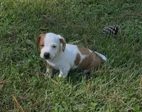 Daisy, a female Miniature Dachshund for sale in Austin, TX – 8 of 8