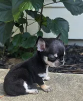 Dash, a male Chihuahua for sale in Austin, TX – 4 of 5