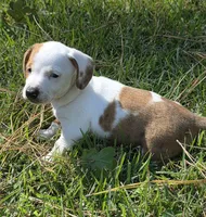 Daisy, a female Miniature Dachshund for sale in Austin, TX – 4 of 8