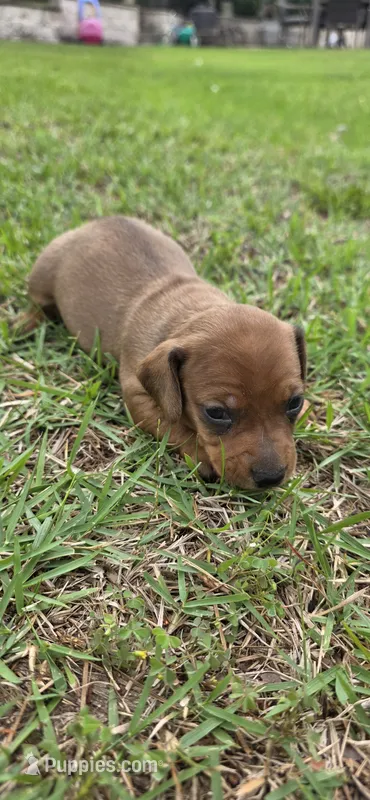 Marco – Dachshund puppy for sale in Austin, TX