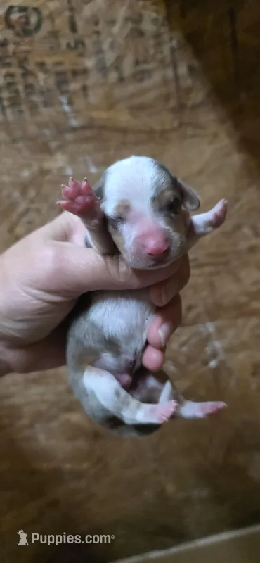 Mitch – Dachshund puppy for sale in Austin, TX