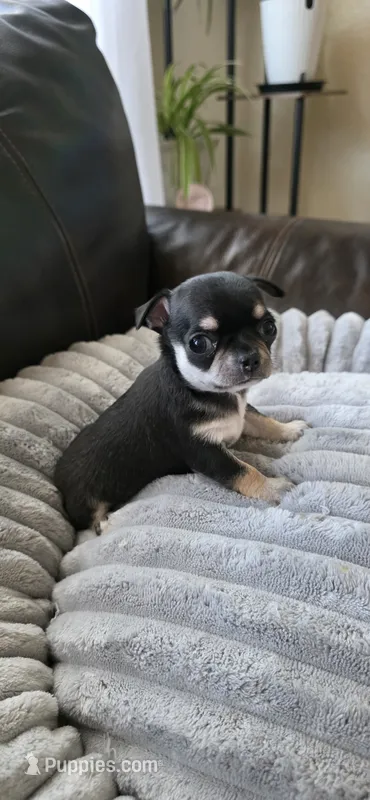 Diamond  – Chihuahua puppy for sale in Austin, TX