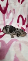 Trudy, a female Miniature Dachshund for sale in Austin, TX – 2 of 4