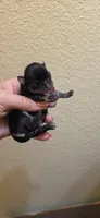 Dash, a male Chihuahua for sale in Austin, TX – 7 of 7