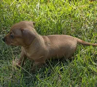 Maisy, a female Miniature Dachshund for sale in Austin, TX – 5 of 6