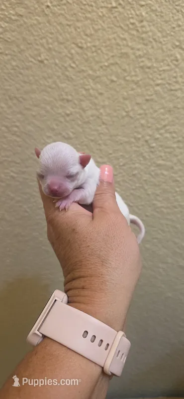 Bosa – Chihuahua puppy for sale in Austin, TX