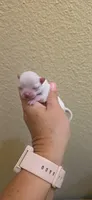 Bosa, a male Chihuahua for sale in Austin, TX – 1 of 10