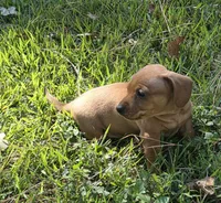Maisy, a female Miniature Dachshund for sale in Austin, TX – 2 of 6