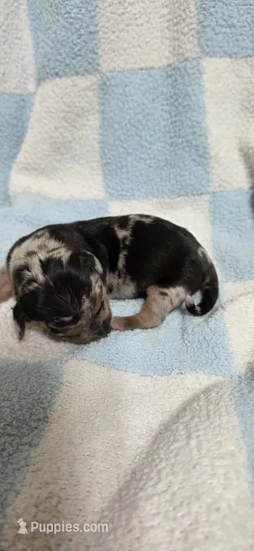 Champ – Miniature Dachshund puppy for sale in Austin, TX
