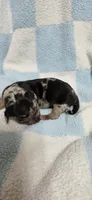 Champ, a male Miniature Dachshund for sale in Austin, TX – 1 of 6