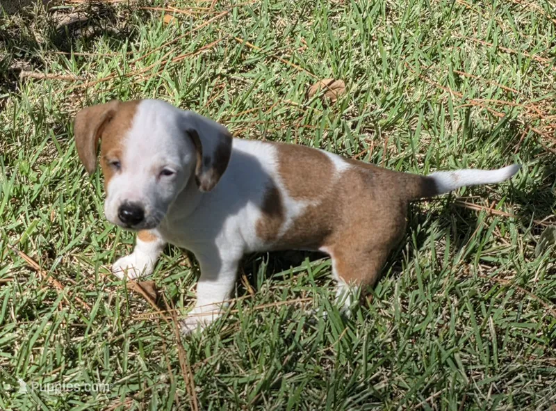 Daisy – Miniature Dachshund puppy for sale in Austin, TX