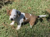 Daisy, a female Miniature Dachshund for sale in Austin, TX – 1 of 8
