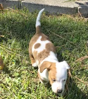 Daisy, a female Miniature Dachshund for sale in Austin, TX – 3 of 8