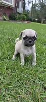 Peter, a male Pug for sale in Austin, TX – 2 of 2