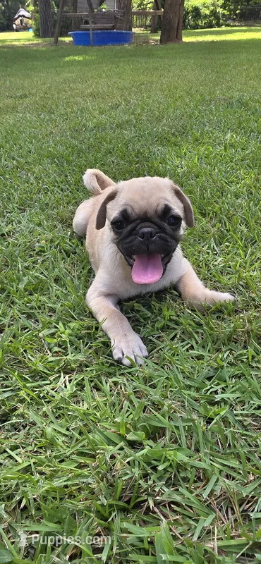 Patrick  – Pug puppy for sale in Austin, TX