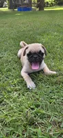 Patrick , a male Pug for sale in Austin, TX – 1 of 1