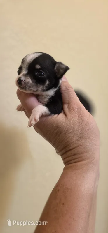 Cookie – Chihuahua puppy for sale in Austin, TX