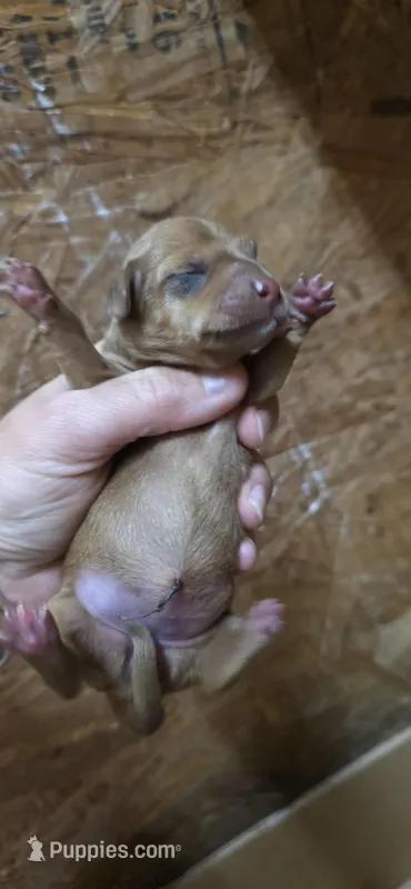 Missy – Dachshund puppy for sale in Austin, TX