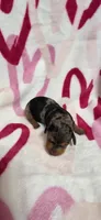 Sissy, a female Miniature Dachshund for sale in Austin, TX – 4 of 5