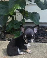 Dash, a male Chihuahua for sale in Austin, TX – 2 of 5