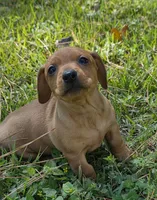 Maisy, a female Miniature Dachshund for sale in Austin, TX – 4 of 6