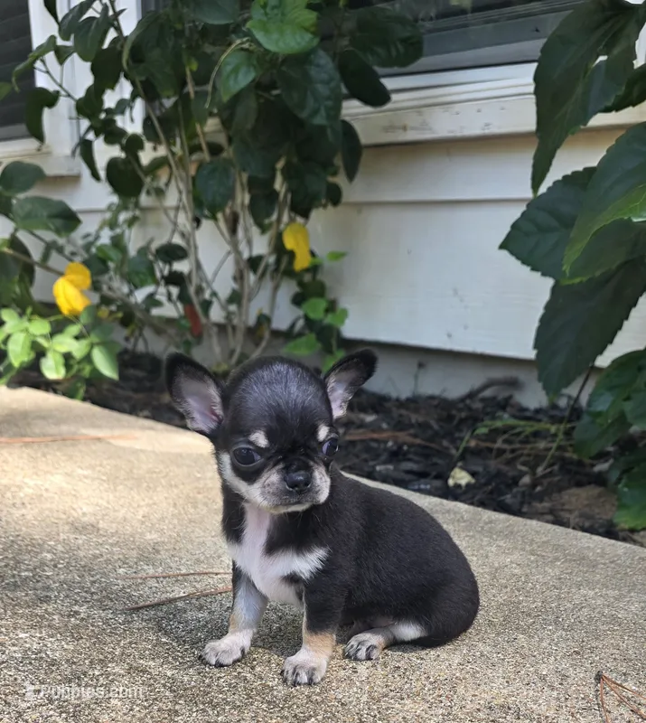 Dash – Chihuahua puppy for sale in Austin, TX