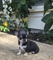 Dash, a male Chihuahua for sale in Austin, TX – 1 of 5