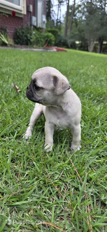 Peter – Pug puppy for sale in Austin, TX