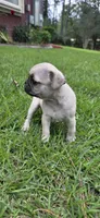 Peter, a male Pug for sale in Austin, TX – 1 of 2