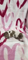 Princess, a female Miniature Dachshund for sale in Austin, TX – 4 of 6