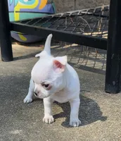 Bosa, a male Chihuahua for sale in Austin, TX – 3 of 7