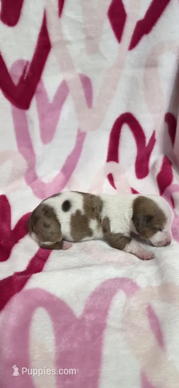Princess – Miniature Dachshund puppy for sale in Austin, TX