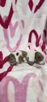 Princess, a female Miniature Dachshund for sale in Austin, TX – 1 of 6