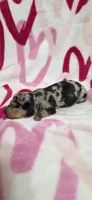 Trudy, a female Miniature Dachshund for sale in Austin, TX – 3 of 4