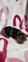 Sissy, a female Miniature Dachshund for sale in Austin, TX – 1 of 5
