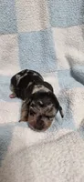 Champ, a male Miniature Dachshund for sale in Austin, TX – 5 of 6