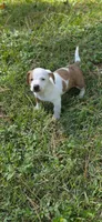 Daisy, a female Miniature Dachshund for sale in Austin, TX – 7 of 8